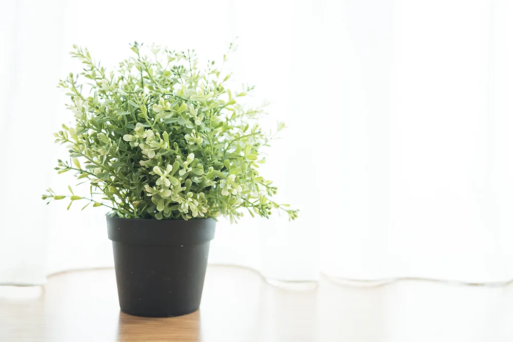 6 Houseplants to clean your air and lighten your apartment