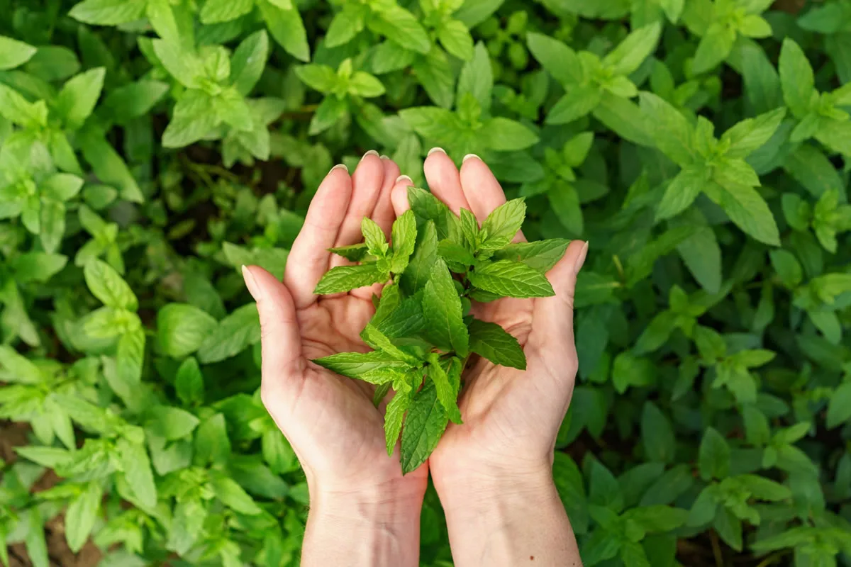 Seven Herbs you Can Grow in Your Apartment