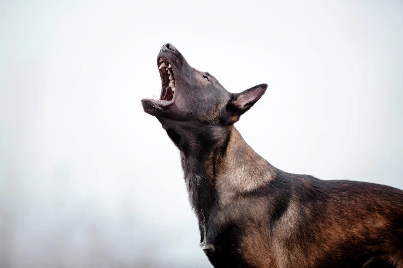 How to Stop Dog Barking in Your Apartment
