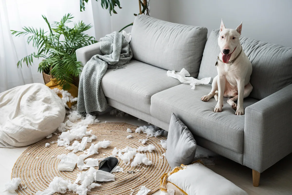 How to Avoid Pet Damages in Your Apartment